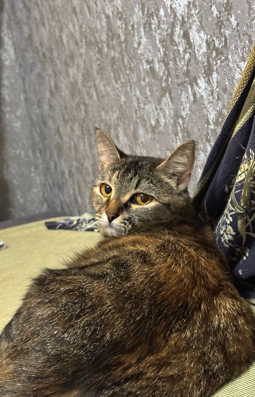 Пропала кошка в Нижнекамске — фото объявления