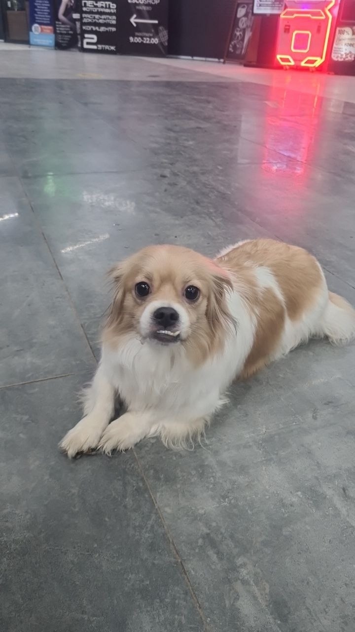 Найдена собака в Нижнекамске — фото объявления