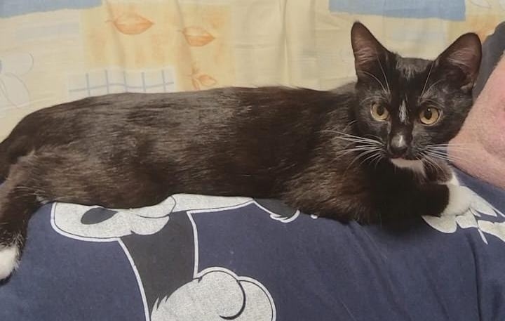 Пропала кошка в Нижнекамске — фото объявления