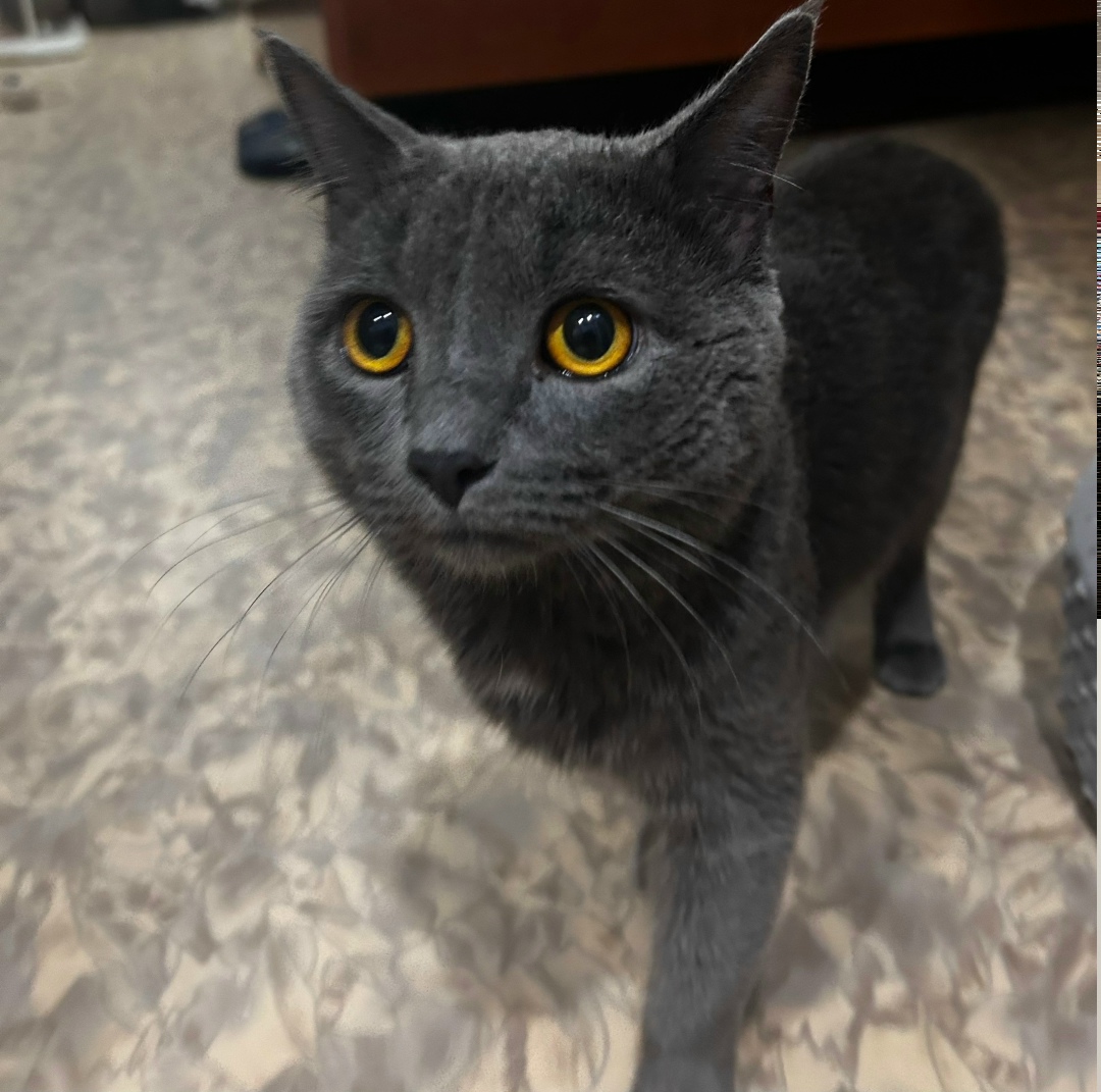 Найдена кошка в Нижнекамске — фото объявления