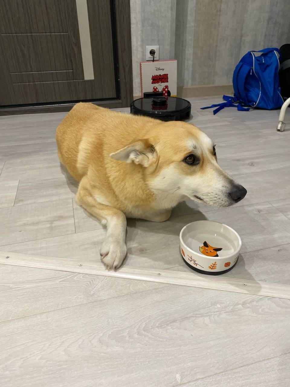 Пропала собака в Нижнекамске — фото объявления