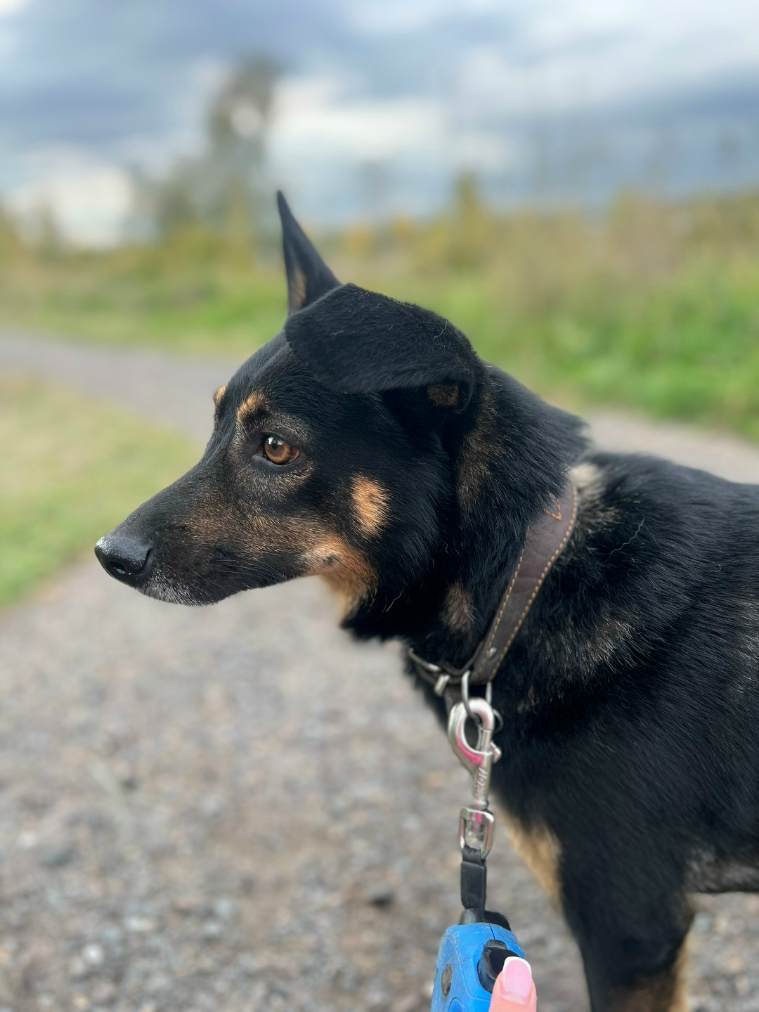 Найдена собака в Нижнекамске — фото объявления