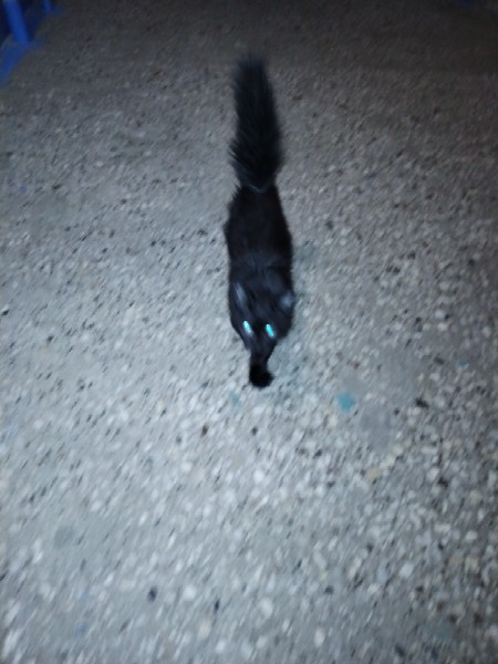 Найдена кошка в Нижнекамске — фото объявления