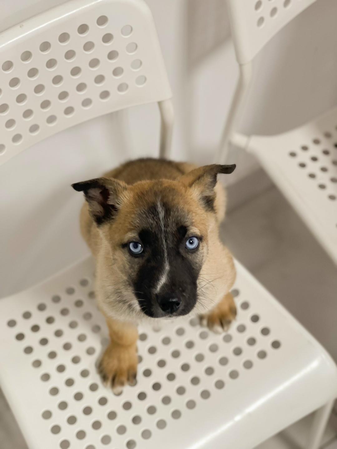 Найдена собака в Таганроге — фото объявления