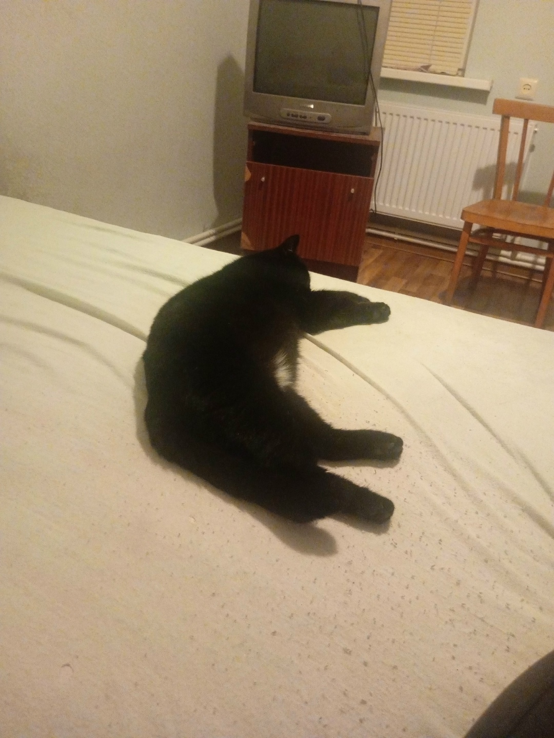 Пропала кошка в Таганроге — фото объявления