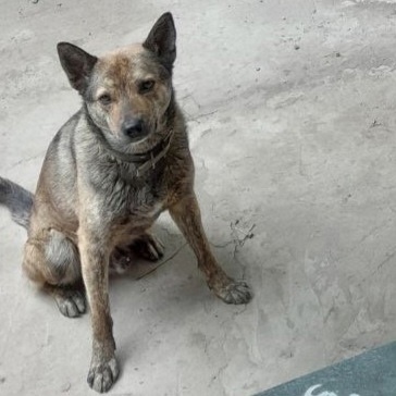 Пропала собака в Таганроге — фото объявления