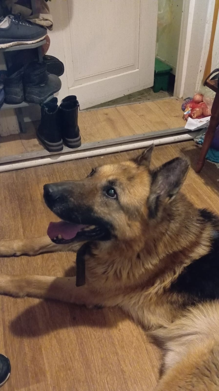 Найдена собака в Таганроге — фото объявления