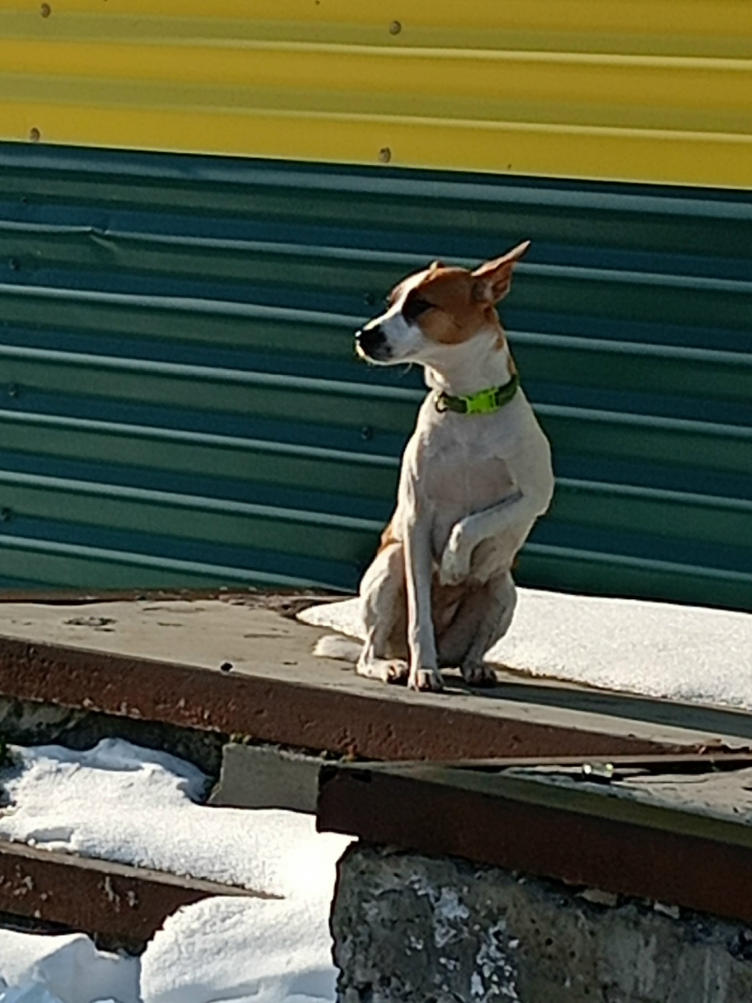 Найдена собака в Таганроге — фото объявления