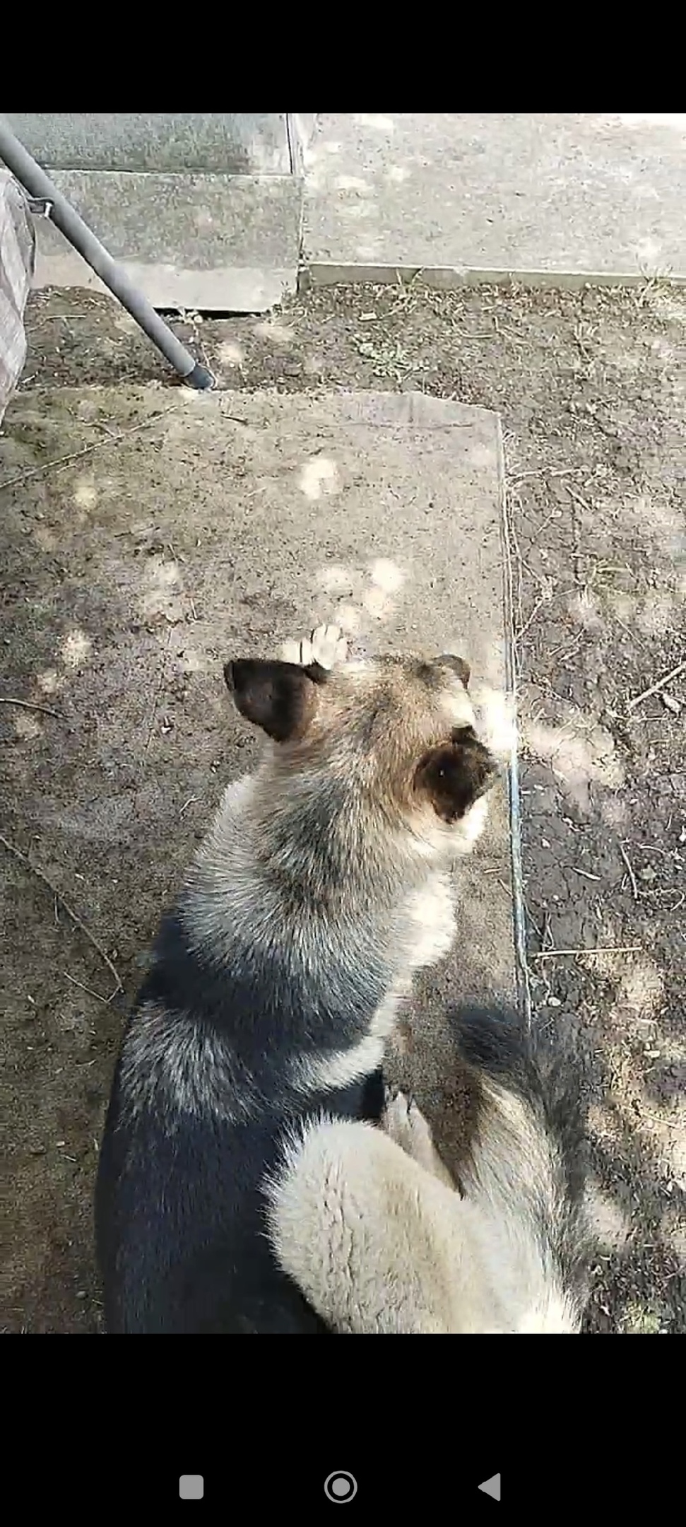 Пропала собака в Таганроге — фото объявления
