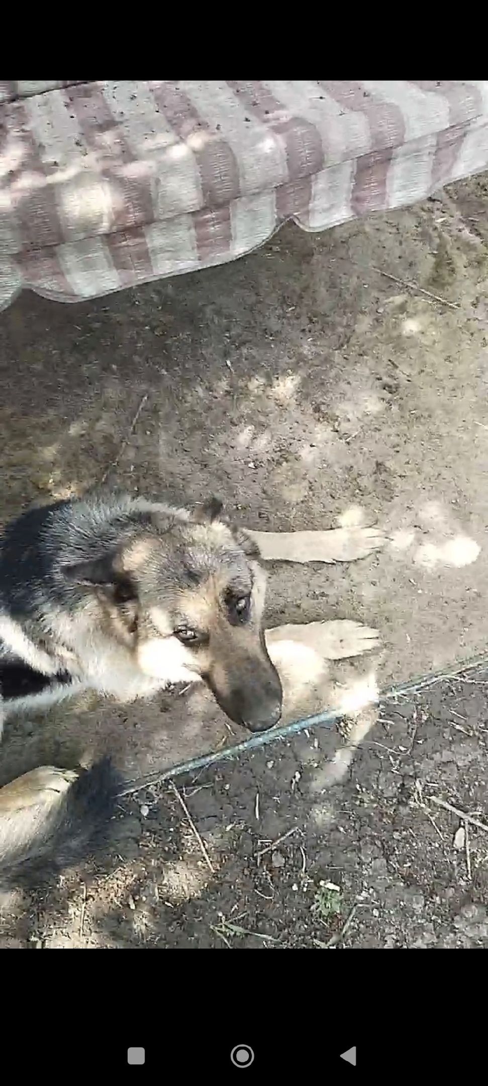 Пропала собака в Таганроге — фото объявления