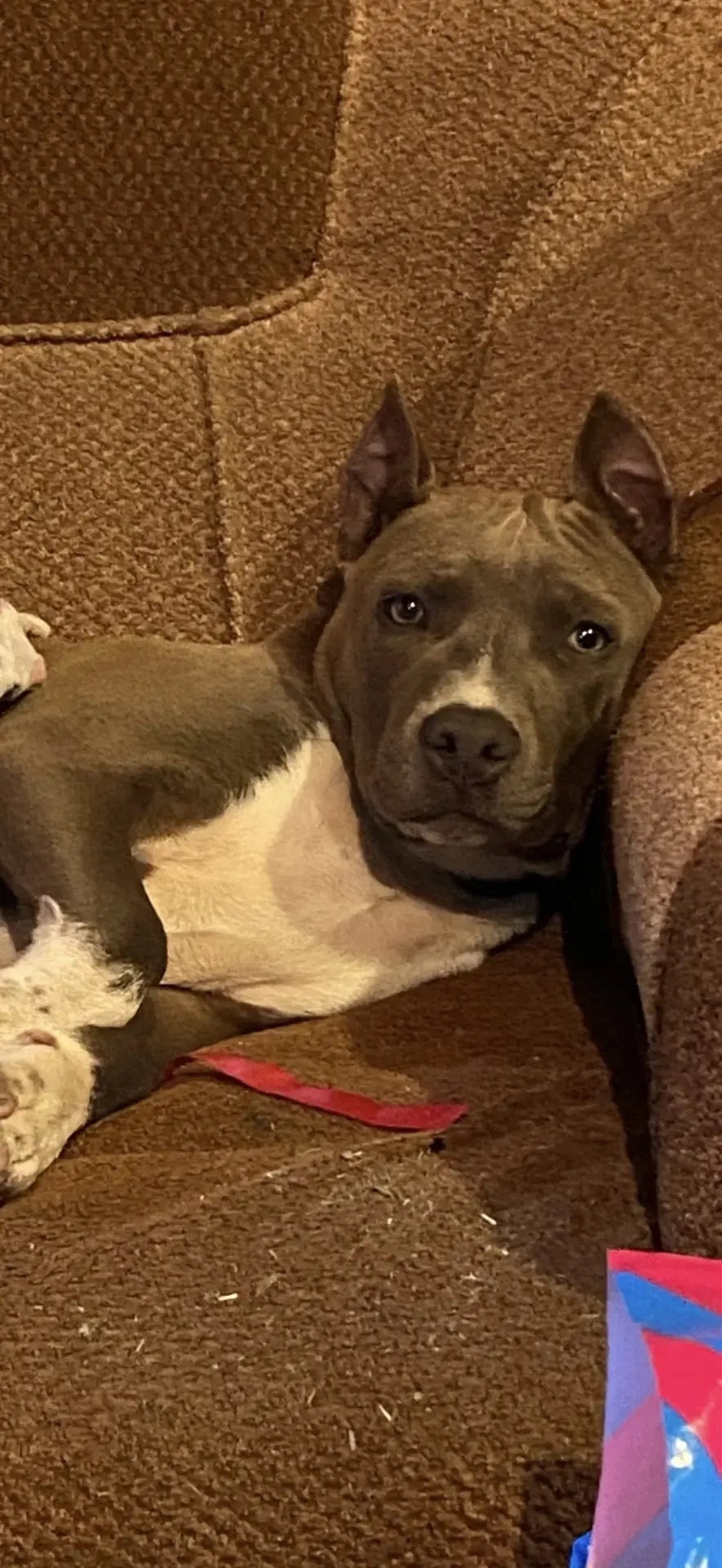 Пропала собака в Таганроге — фото объявления