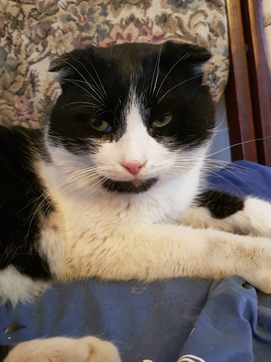 Найдена кошка в Таганроге — фото объявления