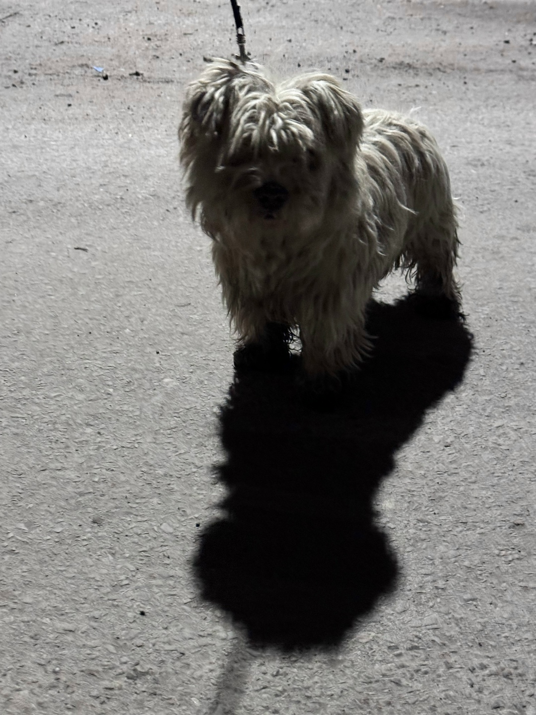 Найдена собака в Таганроге — фото объявления