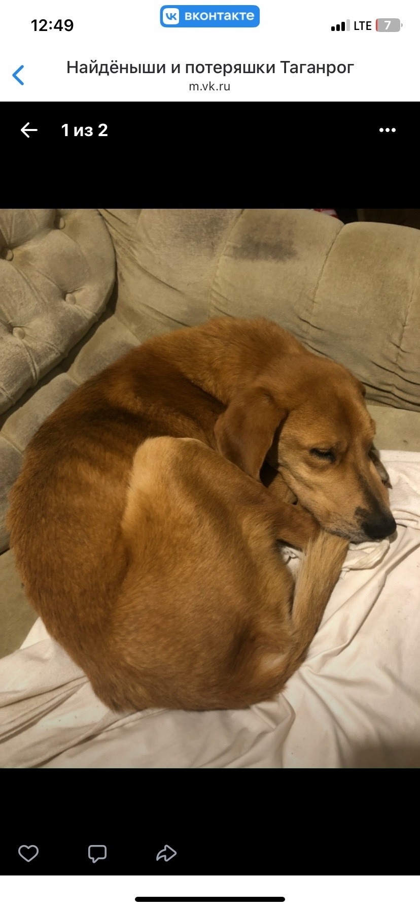 Пропала собака в Таганроге — фото объявления