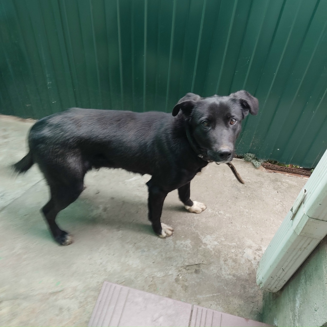 Найдена собака в Таганроге — фото объявления