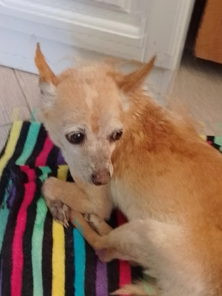 Найдена собака в Таганроге — фото объявления