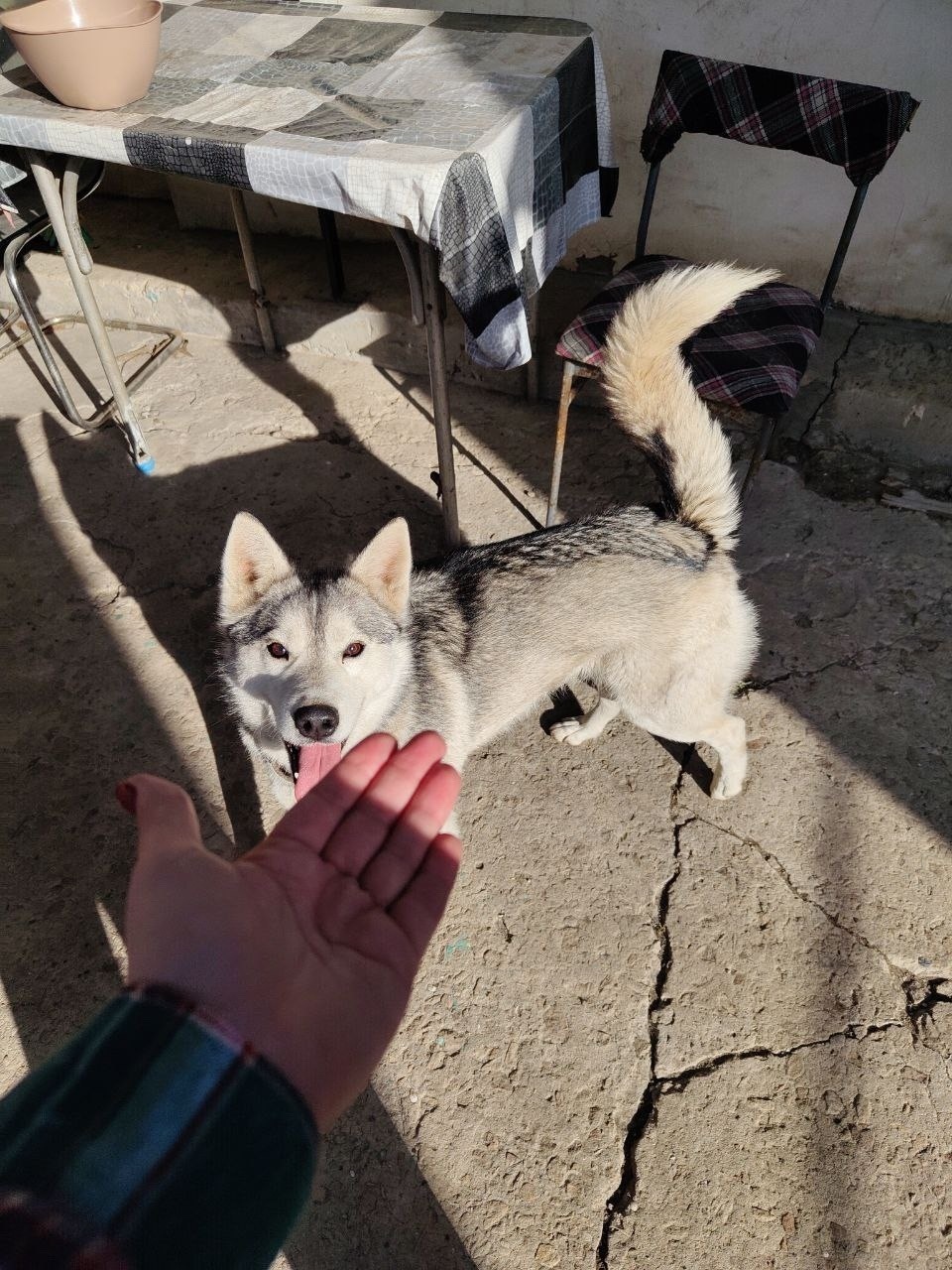 Пропала собака в Таганроге — фото объявления