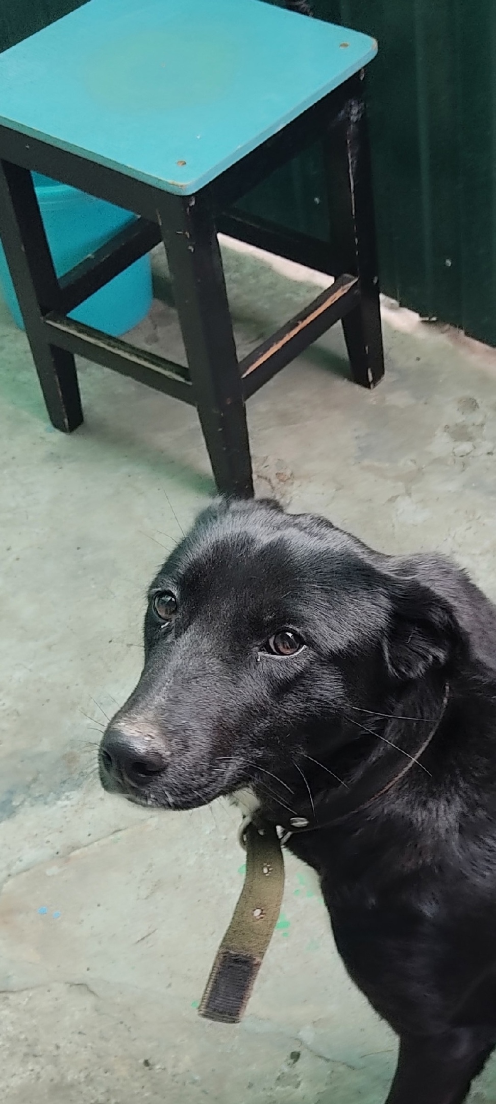 Найдена собака в Таганроге — фото объявления