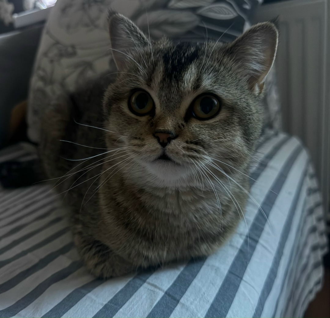 Найдена кошка в Таганроге — фото объявления