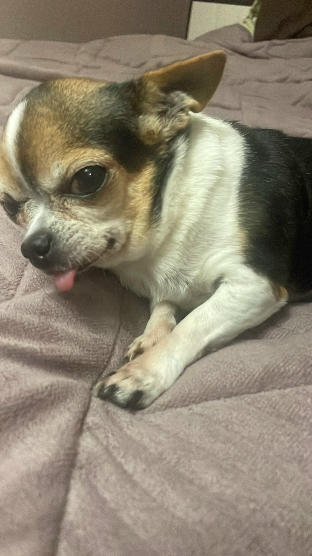 Пропала собака в Таганроге — фото объявления