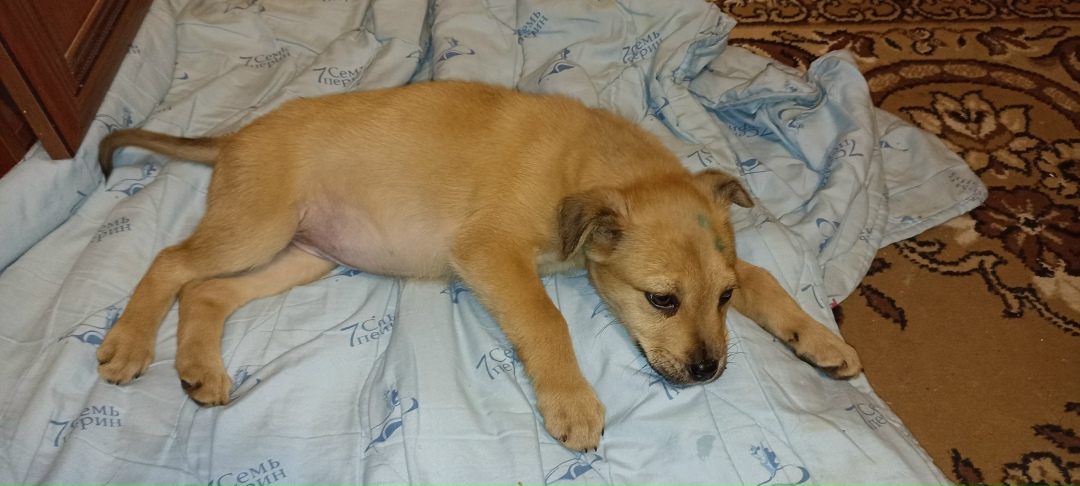 Найдена собака в Таганроге — фото объявления