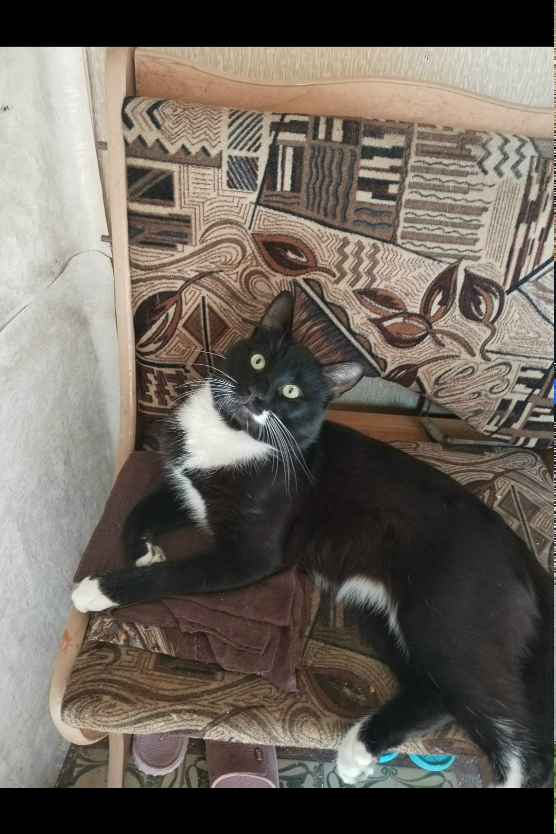 Пропала кошка в Таганроге — фото объявления