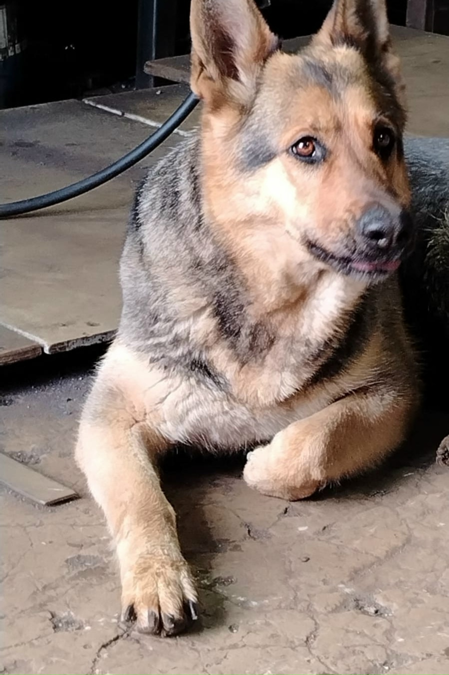 Найдена собака в Таганроге — фото объявления