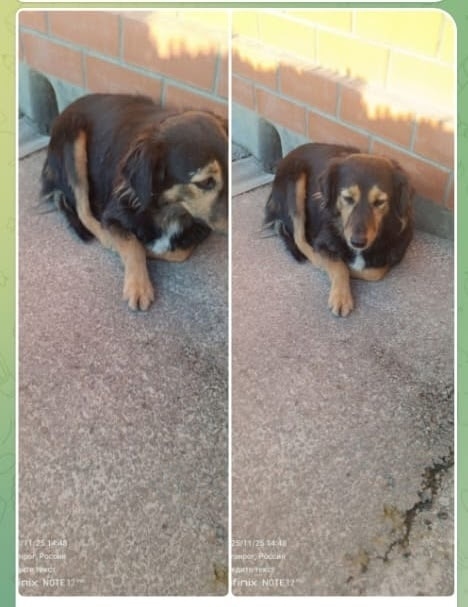 Пропала собака в Таганроге — фото объявления