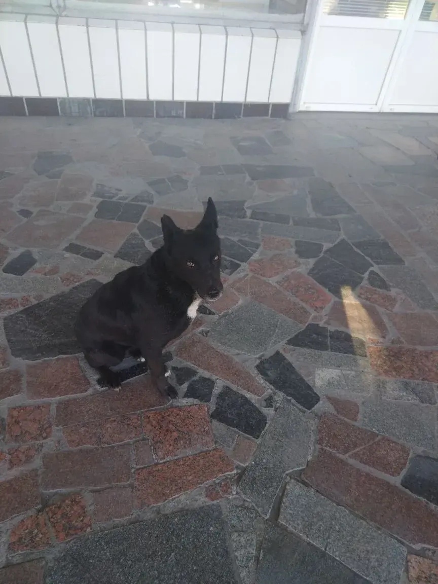 Пропала собака в Таганроге — фото объявления