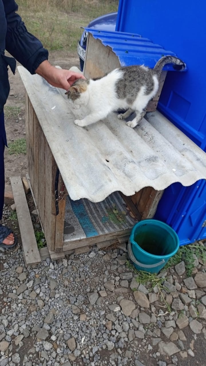 Пропала кошка в Таганроге — фото объявления