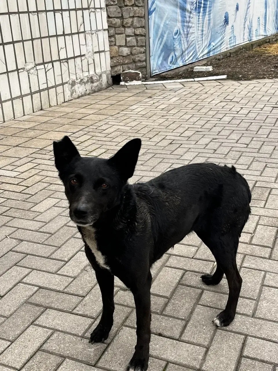 Пропала собака в Таганроге — фото объявления