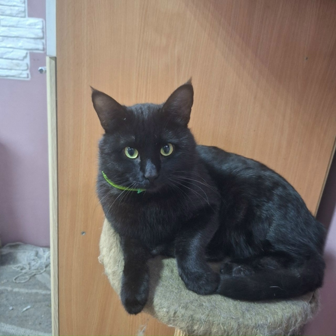 Пропала кошка в Таганроге — фото объявления