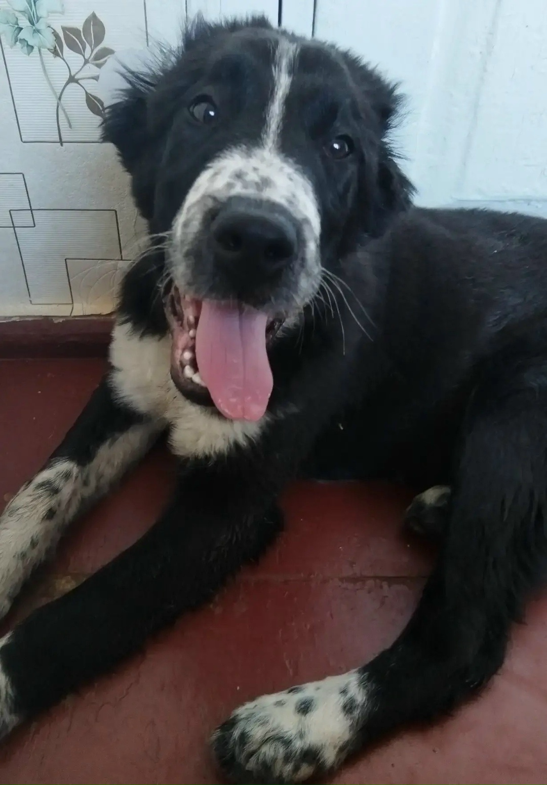 Пропала собака в Таганроге — фото объявления