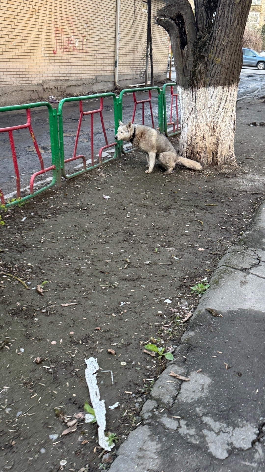 Пропала собака в Таганроге — фото объявления