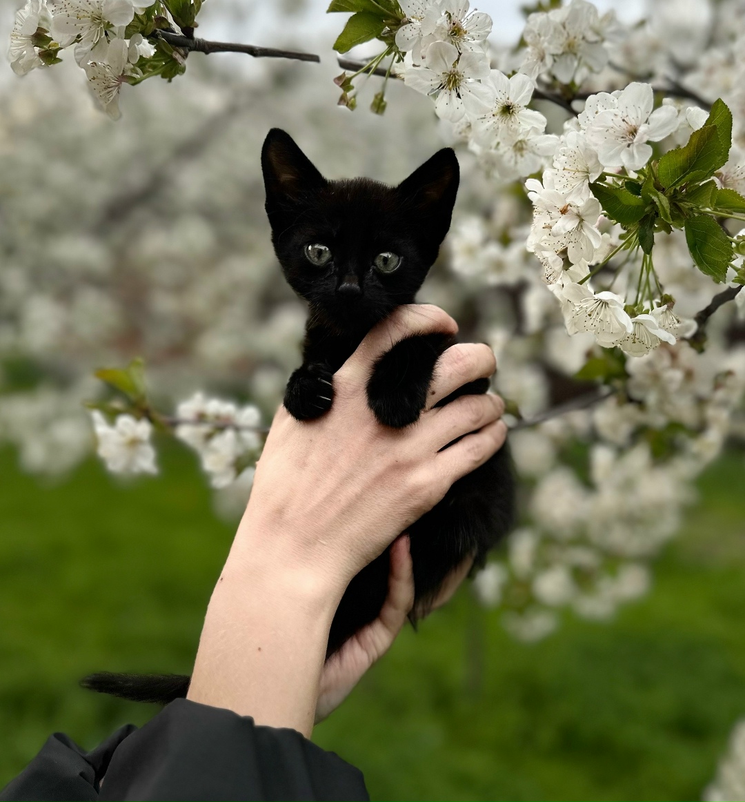 Найдена собака в Таганроге — фото объявления