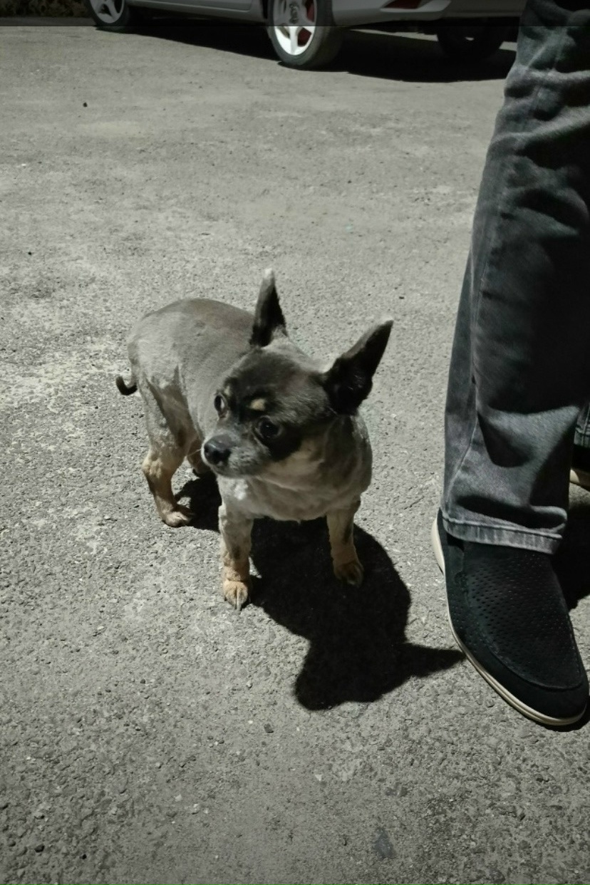 Найдена собака в Таганроге — фото объявления