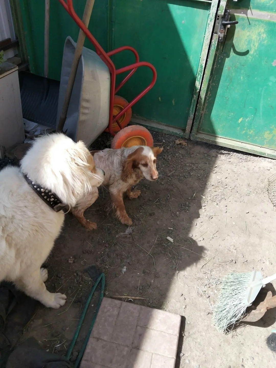 Найдена собака в Таганроге — фото объявления