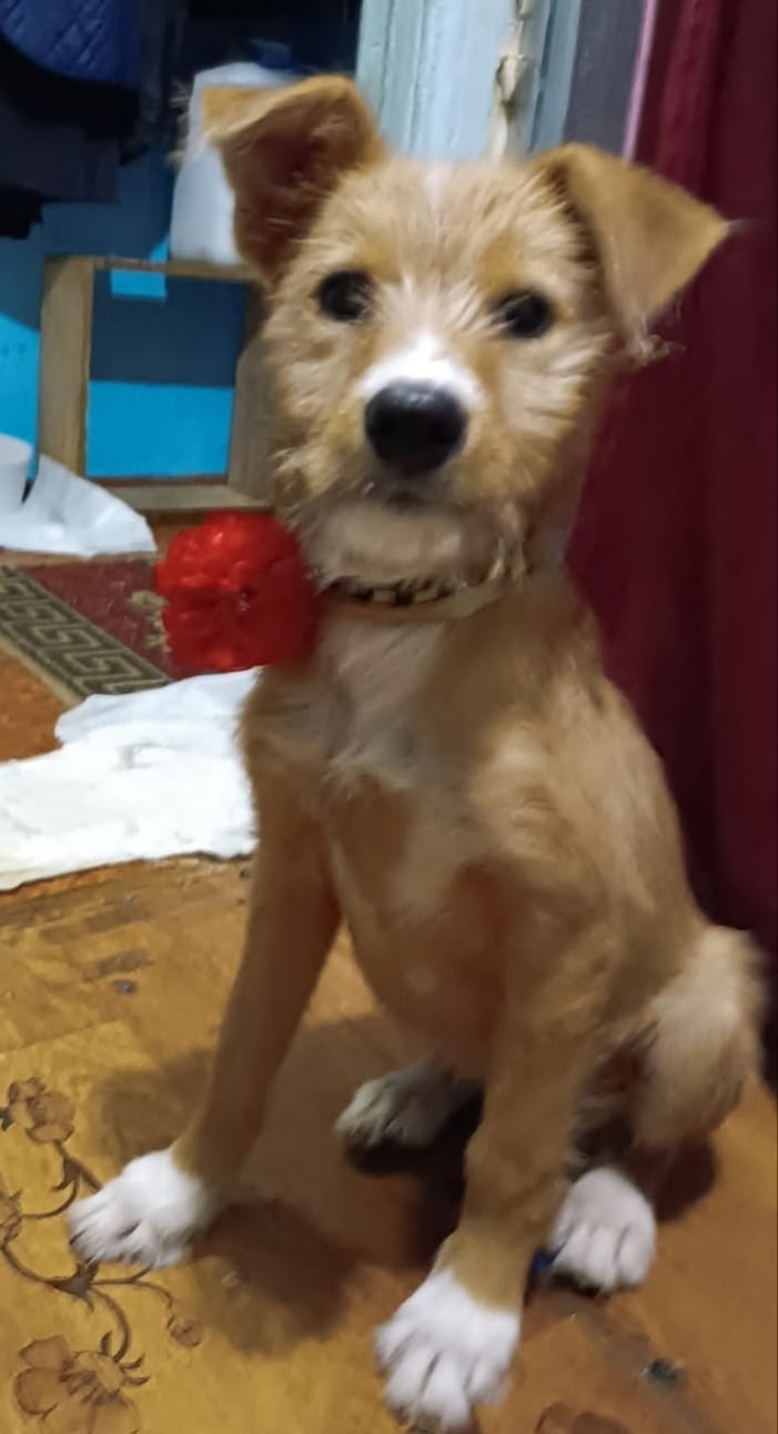 Найдена собака в Орле — фото объявления