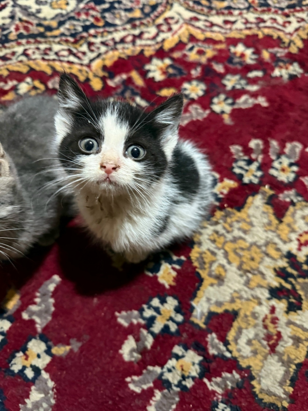 Найдена кошка в Орле — фото объявления