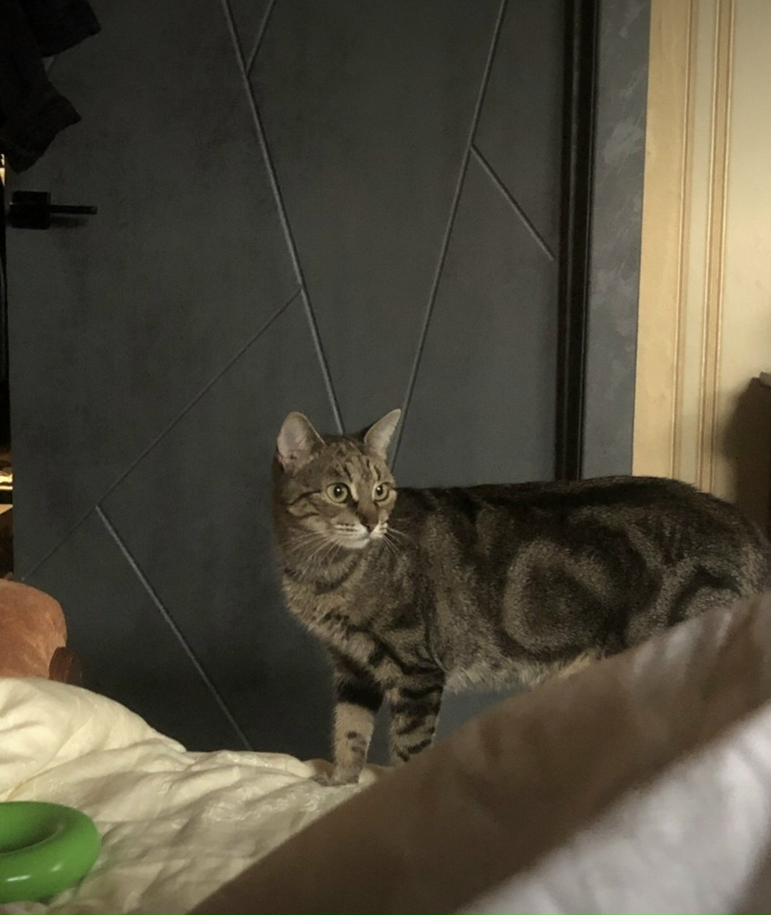 Пропала кошка в Орле — фото объявления