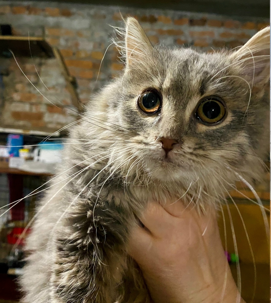 Найдена кошка в Орле — фото объявления