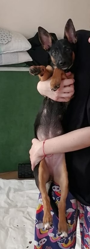 Пропала собака в Орле — фото объявления