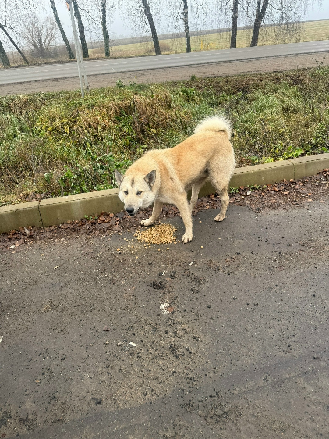 Пропала собака в Орле — фото объявления