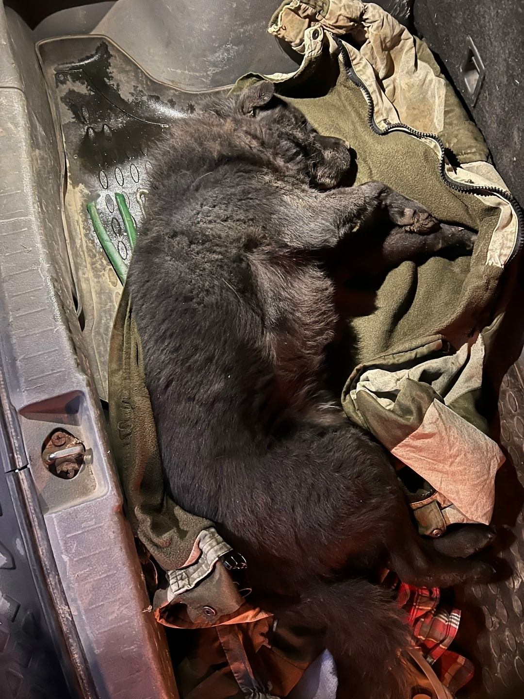 Пропала собака в Орле — фото объявления