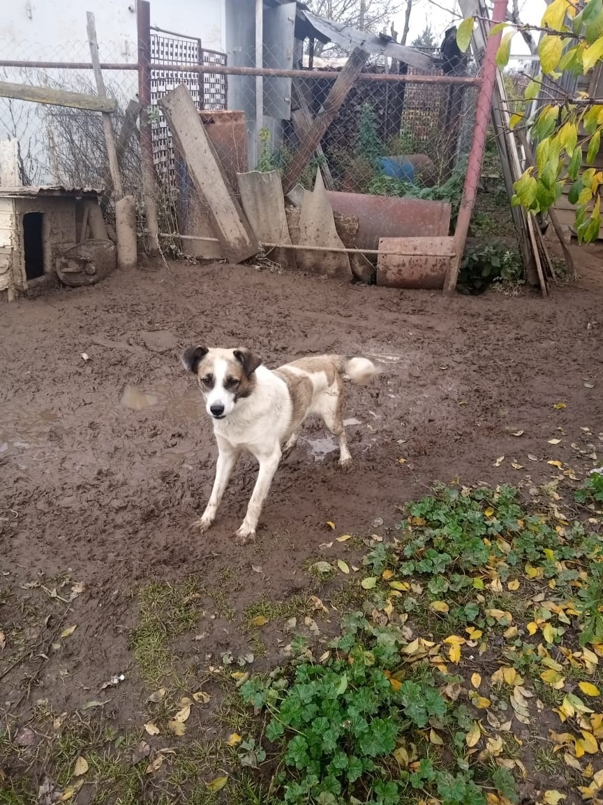 Пропала собака в Орле — фото объявления