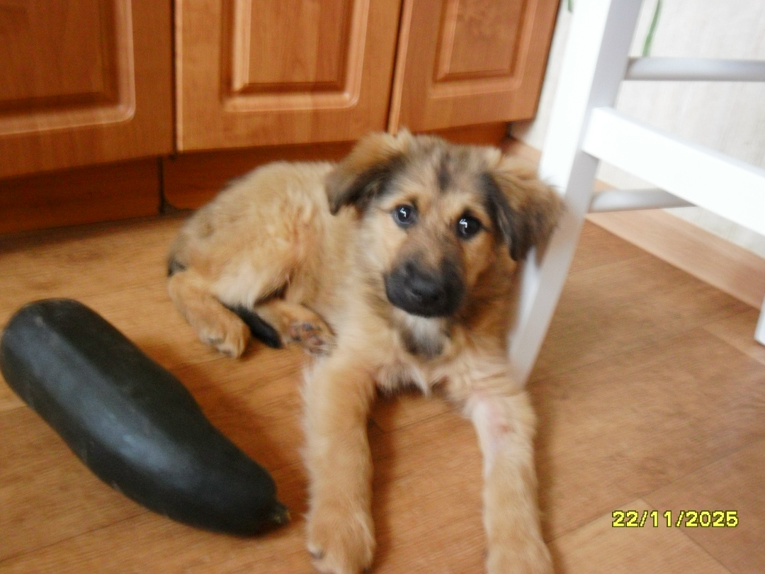 Найдена собака в Орле — фото объявления