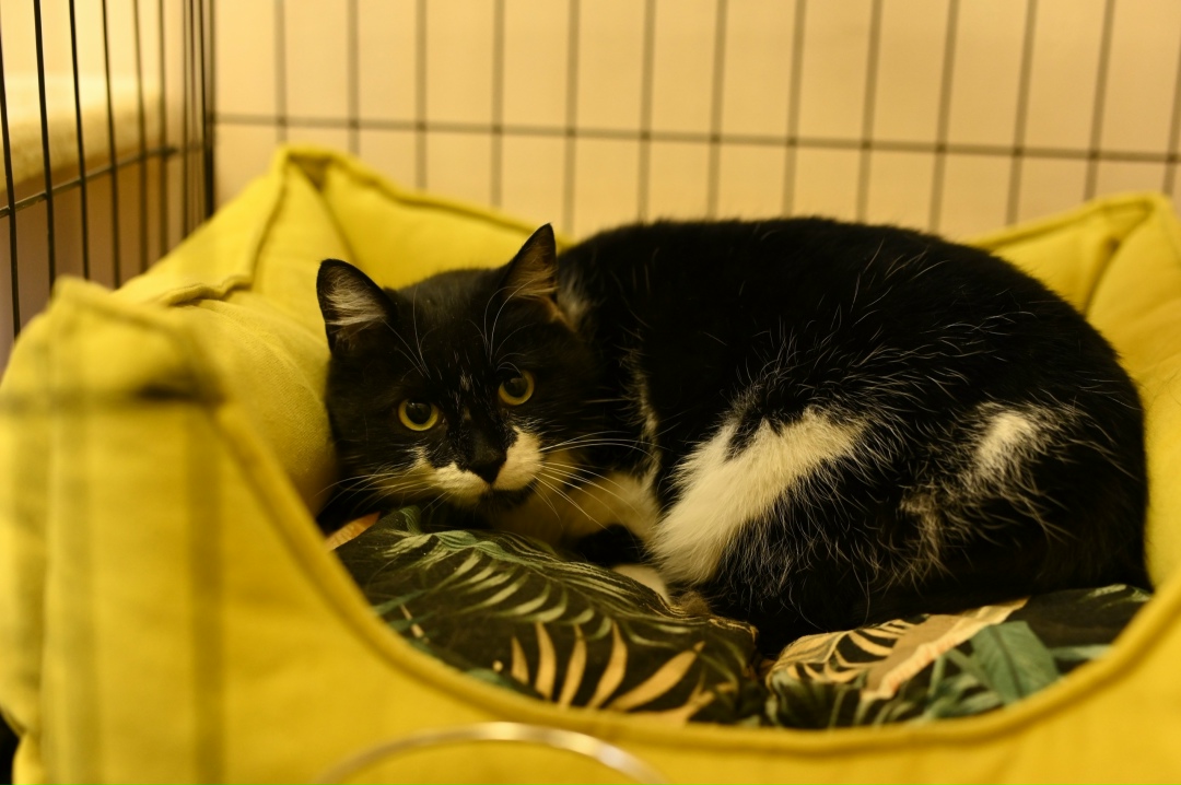 Найдена кошка в Орле — фото объявления