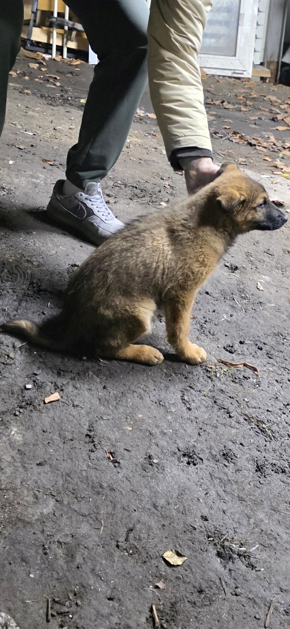 Пропала собака в Орле — фото объявления