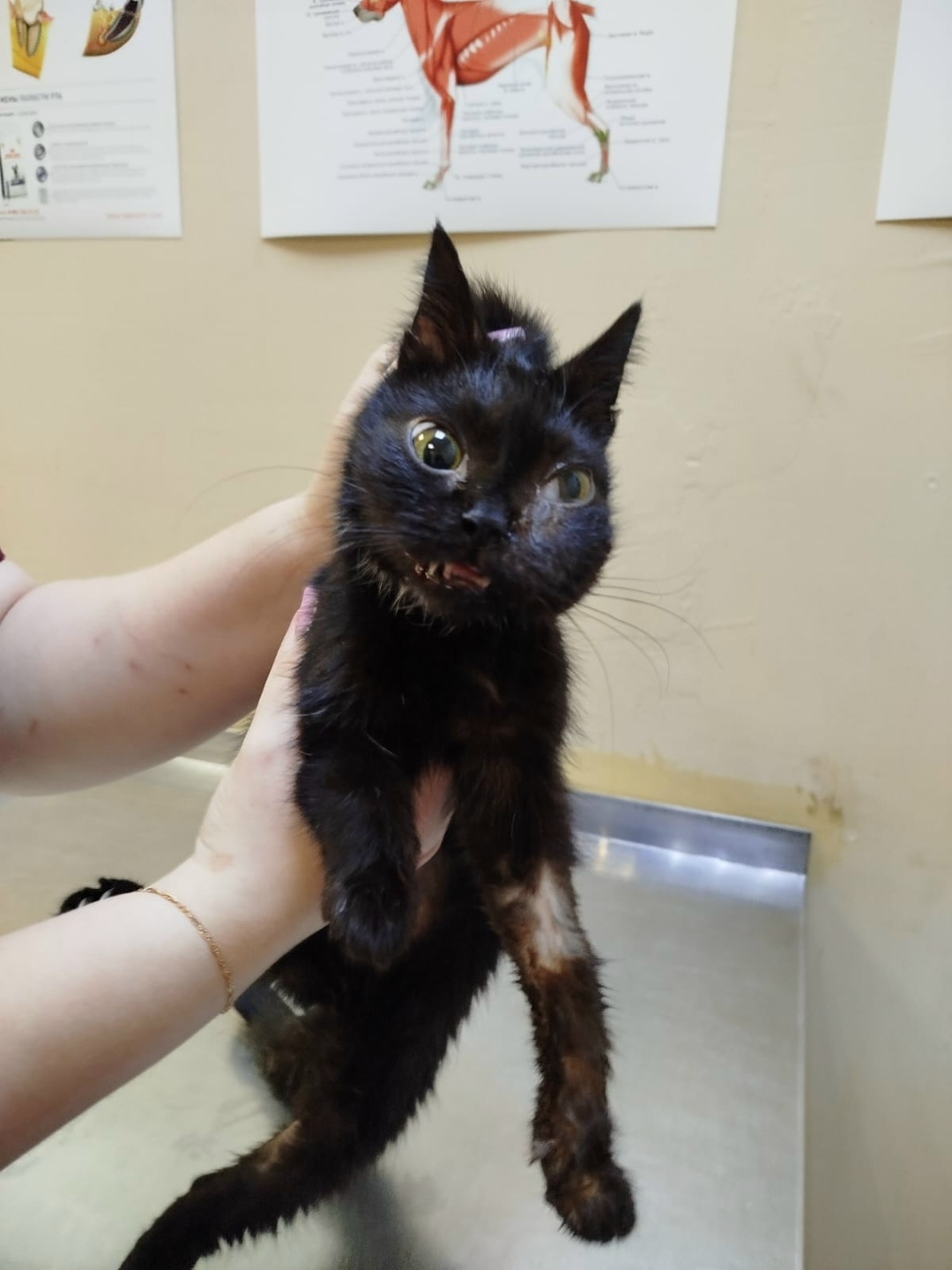 Найдена собака в Орле — фото объявления