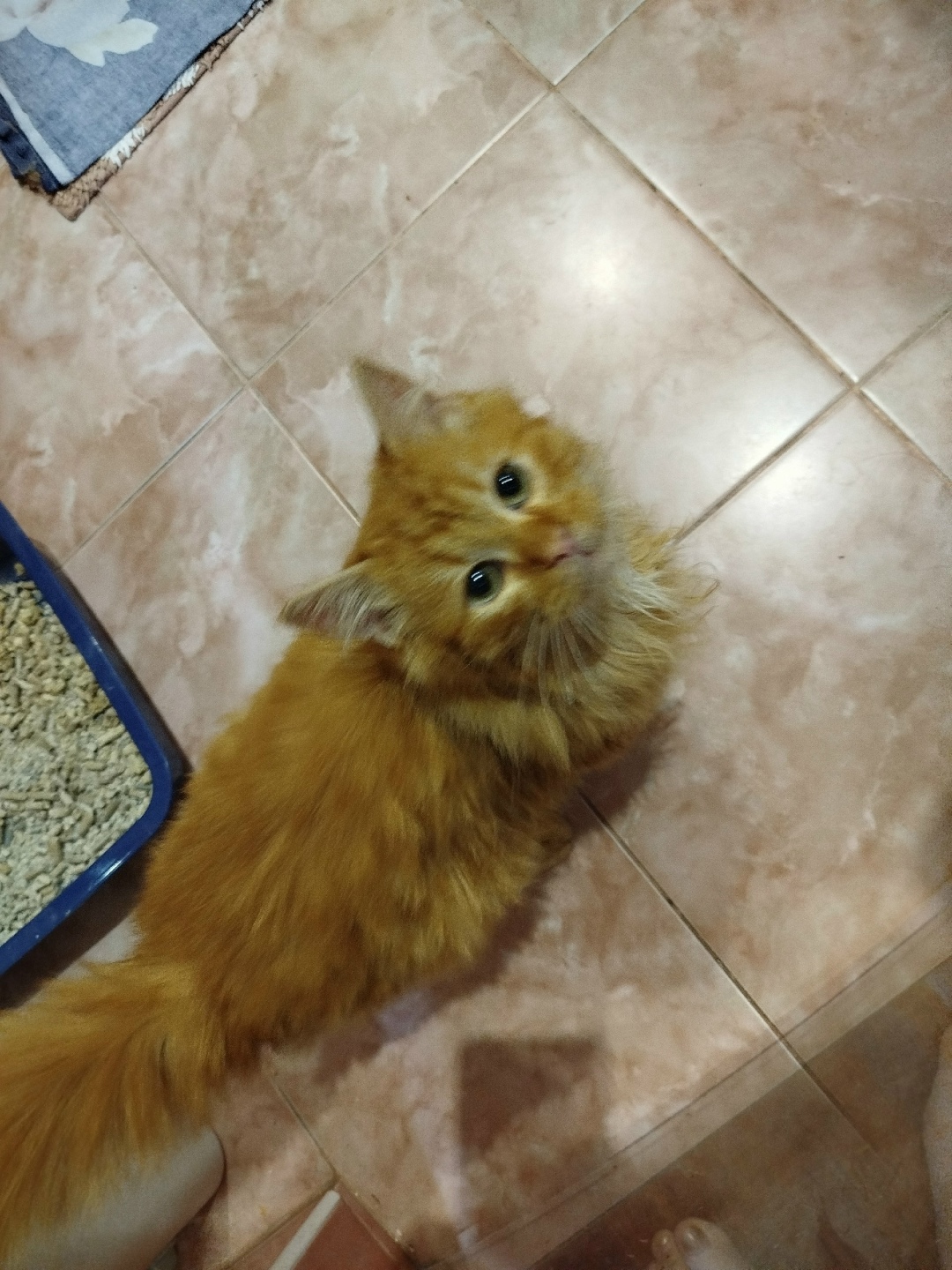 Найдена собака в Орле — фото объявления